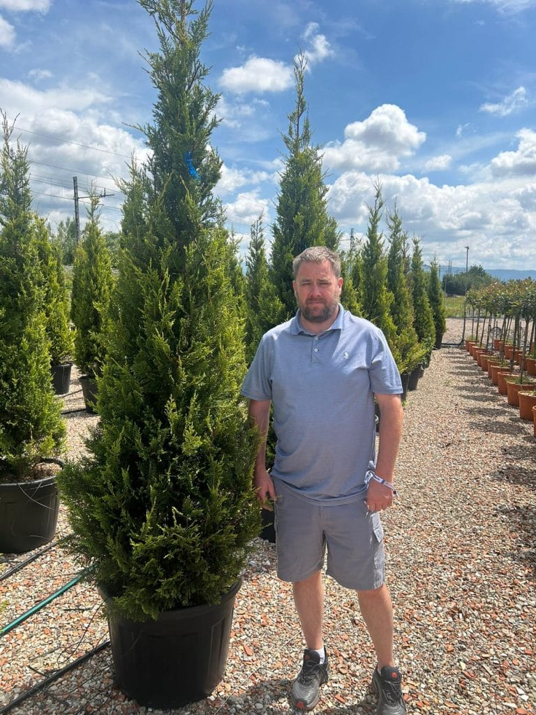 Golden Leylandii 200cm - 250cm