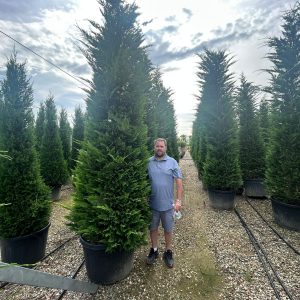 leylandii