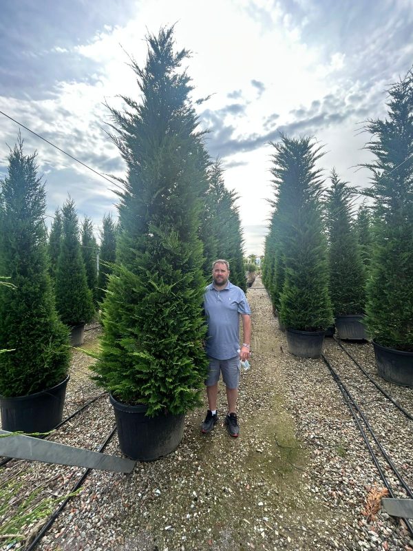 Cupressocyp Leylandii 300cm - 350cm