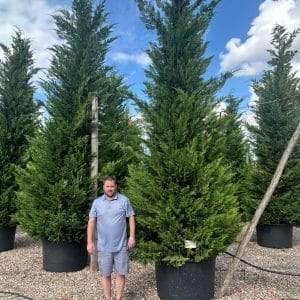 Cupressocyp Leyandii 500cm - 550cm