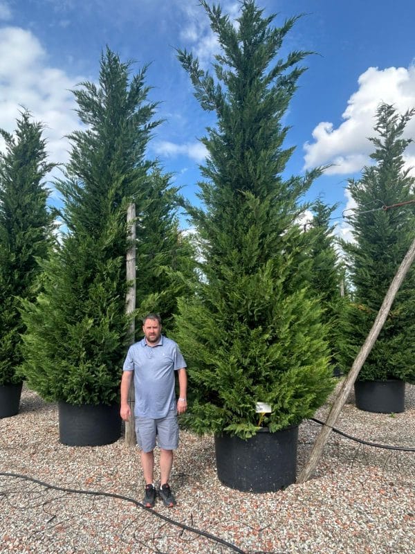 Cupressocyp Leyandii 500cm - 550cm