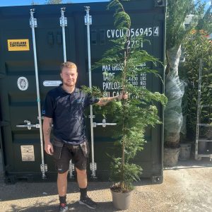 Cupressocyp Leylandii 200cm - 250cm