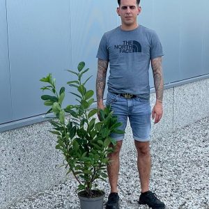 Cherry Laurel Hedge (Approx 90cm - 120cm)
