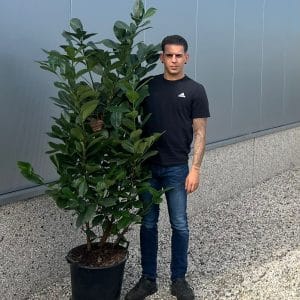 Cherry Laurel Hedge (Approx 170cm - 185cm)