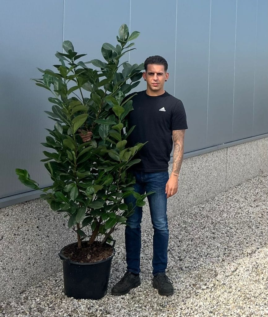 Cherry Laurel Hedge (170cm - 185cm)