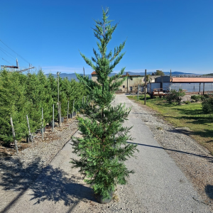 Cupressocyp Leylandii 200cm - 250cm