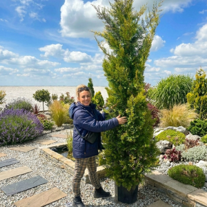 Golden Leylandii 275cm-350cm