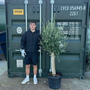 Olea europaea Olive Tree (160cm - 180cm)