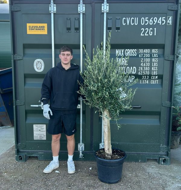 Olea europaea Olive Tree (160cm - 180cm)