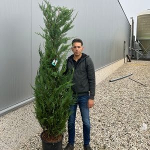 Cupressocyp Leylandii 200cm - 250cm (Thick)