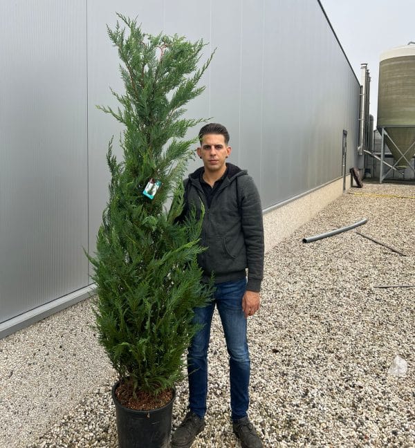 Cupressocyp Leylandii 200cm - 250cm (Thick)