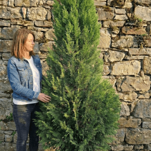 Golden Leylandii 250cm-300cm