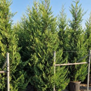 Golden Leylandii 250cm-300cm