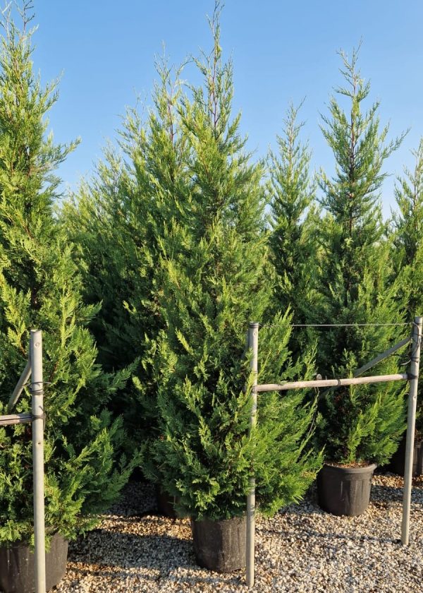 Golden Leylandii 250cm-300cm