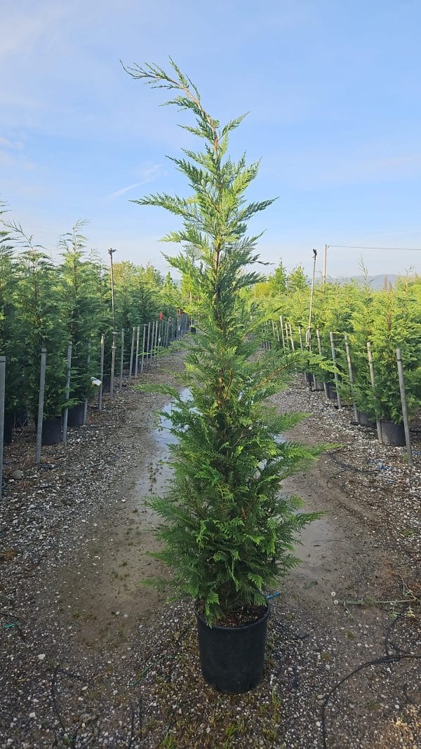 Cupressocyp Leylandii 200cm - 250cm (Thick) - Image 3