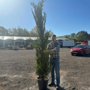 Cupressocyp Leylandii 200cm - 250cm