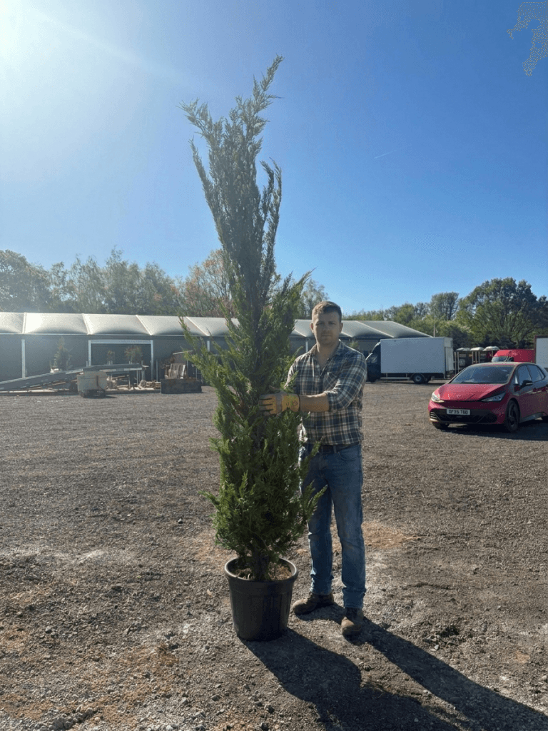 Cupressocyp Leylandii 200cm - 250cm