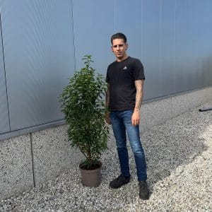 Prunus Lusitanica Portuguese Laurel (Approx 110cm - 130cm)