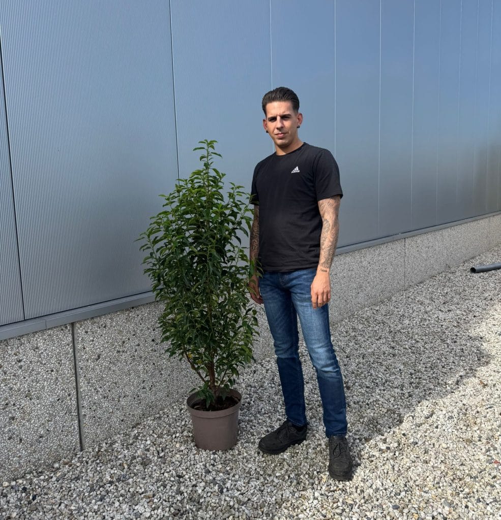 Prunus Lusitanica Portuguese Laurel (110cm - 130cm)