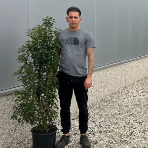 Prunus Lusitanica Portuguese Laurel (Approx 130cm - 150cm)
