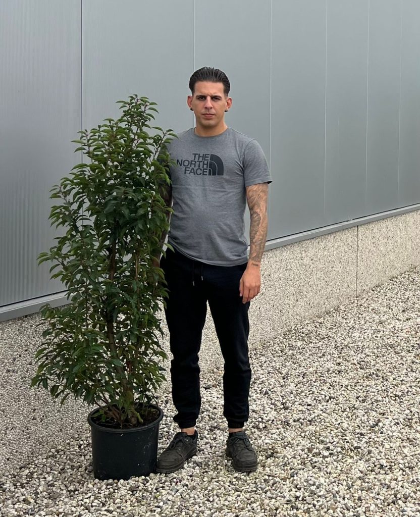 Prunus Lusitanica Portuguese Laurel (130cm - 150cm)
