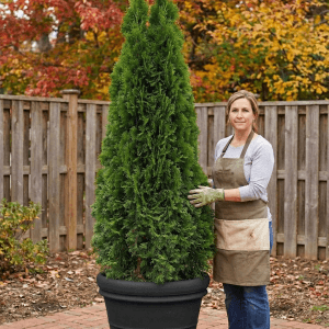 Thuja