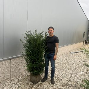 Taxus Baccata - English Yew 130cm-150cm Root Ball