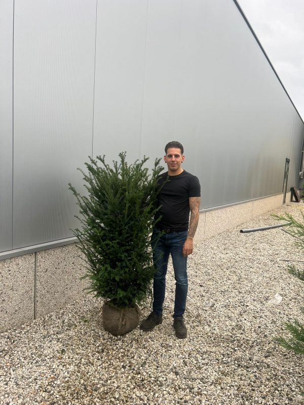 Taxus Baccata - English Yew 130cm-150cm Root Ball