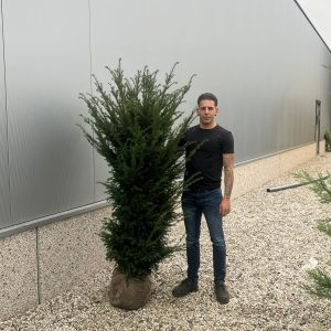 Taxus Baccata - English Yew 150cm-170cm Root Ball