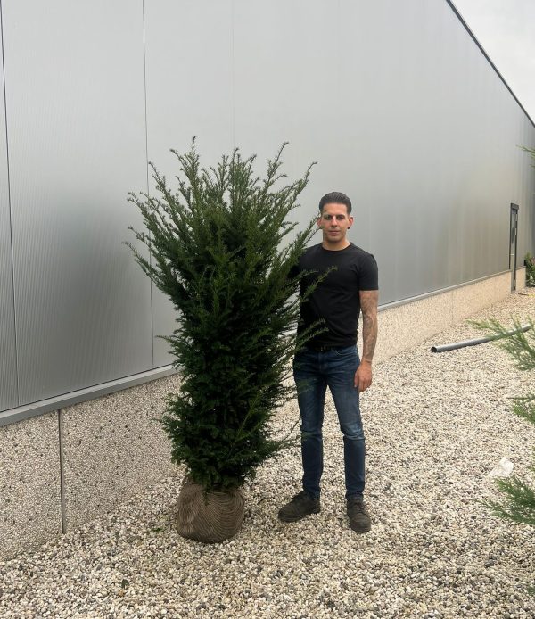 Taxus Baccata - English Yew 150cm-170cm Root Ball