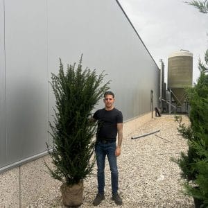 Taxus Baccata - English Yew 170cm-190cm Root Ball