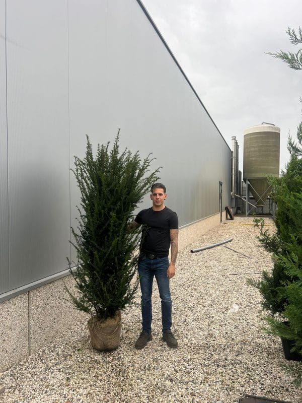 Taxus Baccata - English Yew 170cm-190cm Root Ball