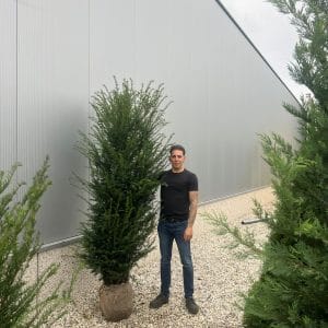 Taxus Baccata - English Yew 190cm-210cm Root Ball