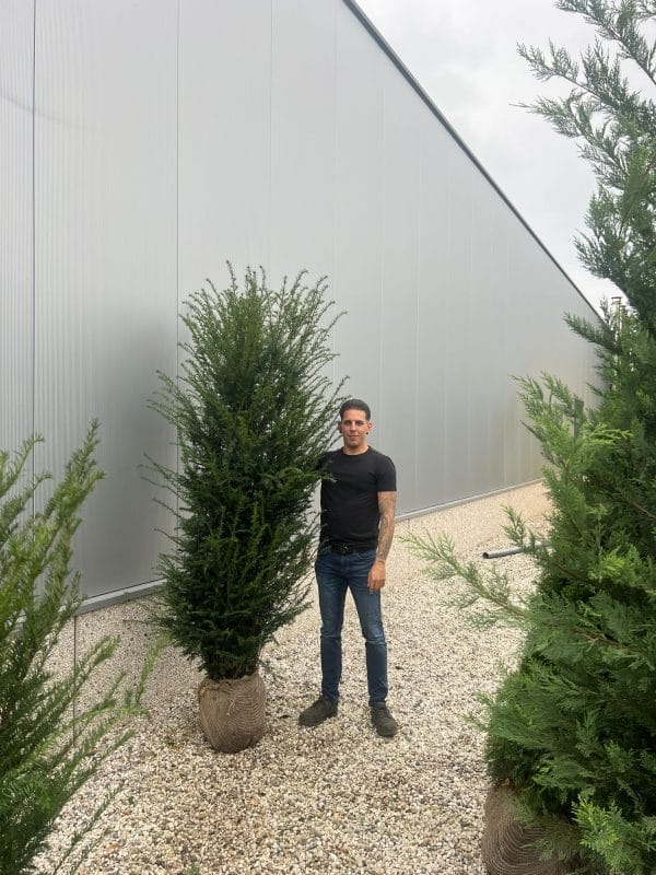 Taxus Baccata - English Yew 190cm-210cm Root Ball