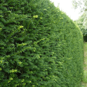 Taxus Baccata - English Yew