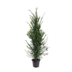 Taxus Baccata - English Yew 110cm-130cm