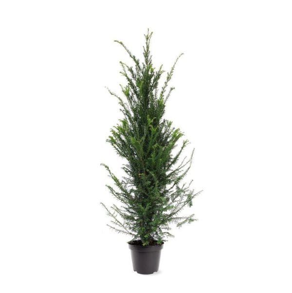 Taxus Baccata - English Yew 110cm-130cm