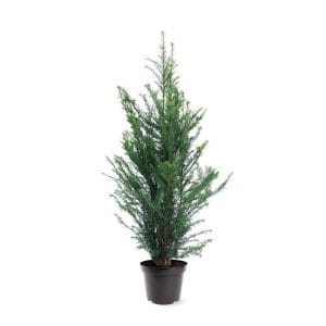 Taxus Baccata