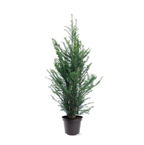 Taxus Baccata