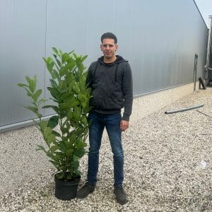 Cherry Laurel Hedge (130cm - 150cm)