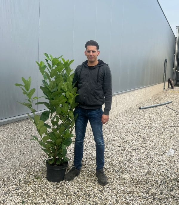 Cherry Laurel Hedge (130cm - 150cm)