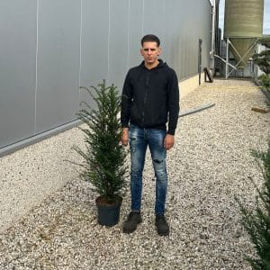 Taxus Baccata - English Yew 110cm-130cm