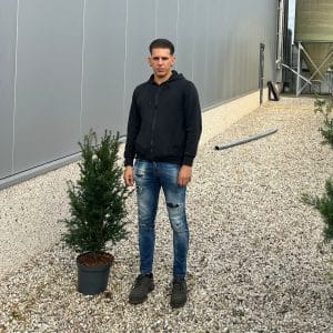Taxus Baccata - English Yew 90cm-110cm