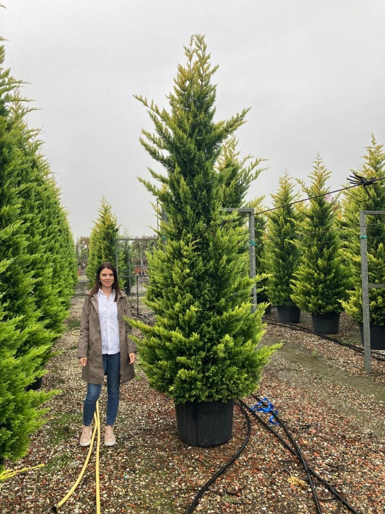 Cupressocyparis Leylandii "Gold Rider" 300cm-350cm