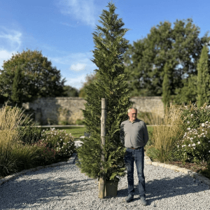 Cupressocyp Leylandii 400cm - 450cm