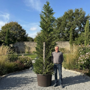 Cupressocyp Leylandii 400cm - 450cm
