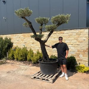 Cloud Olive Tree XXL
