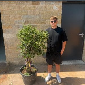 Lollipop Olive Tree 130cm