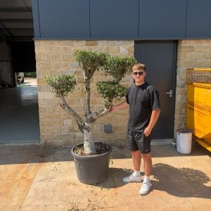 Cloud Olive Tree XL