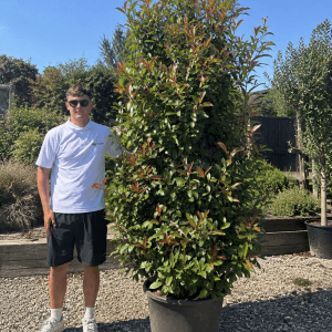 Photinia Red Robin (250cm – 300cm)